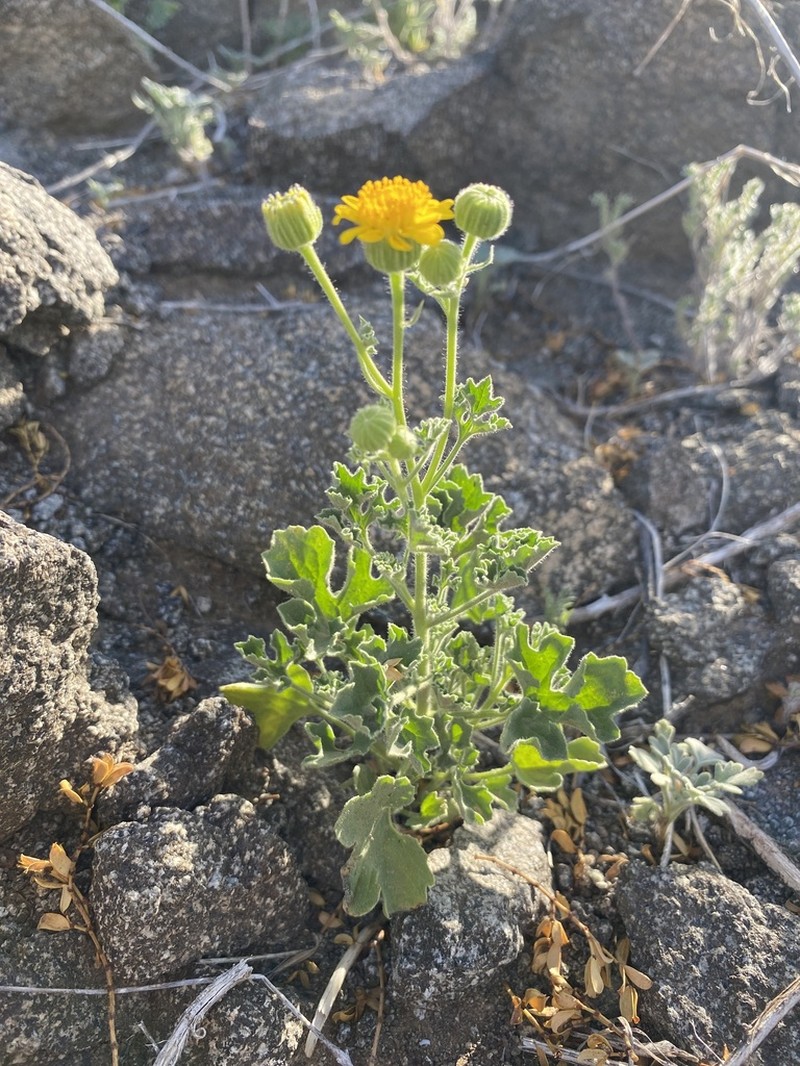 Vasey's Rockdaisy photo 7