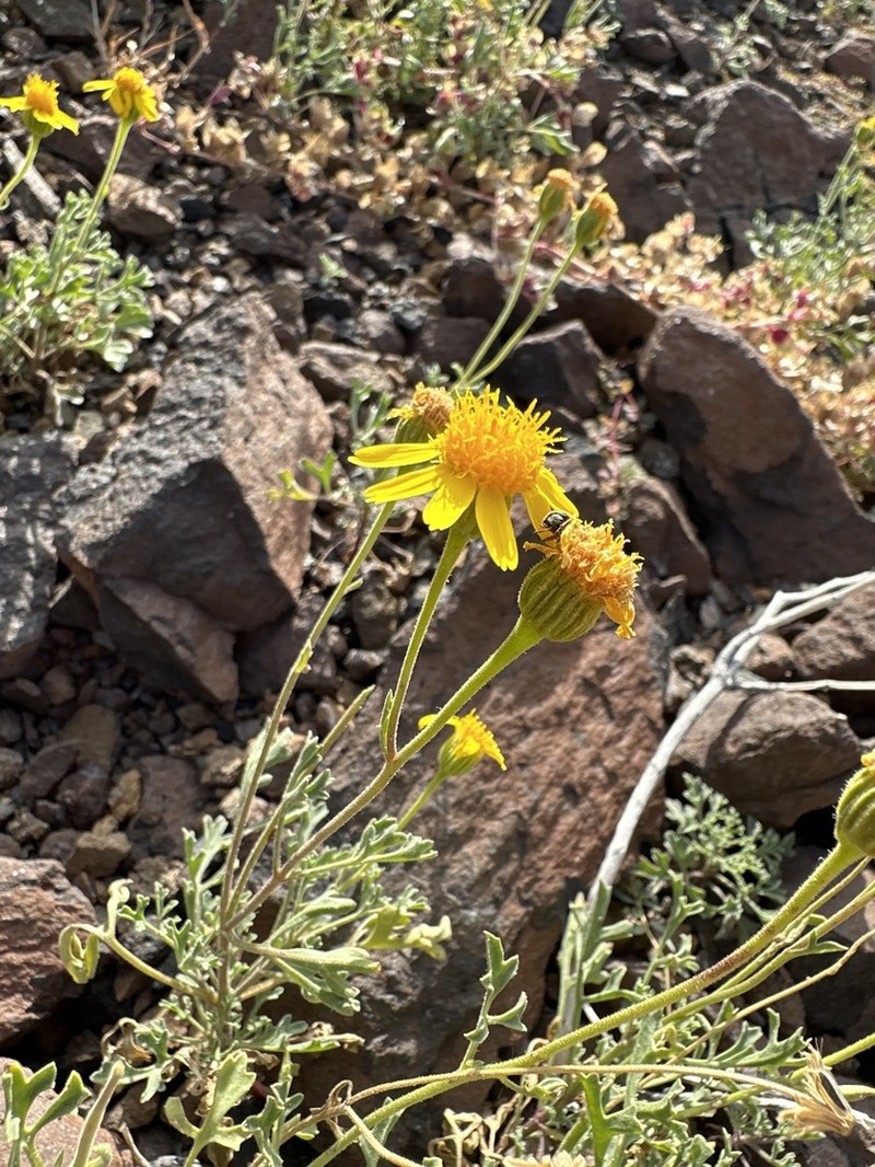 Vasey's Rockdaisy photo 8