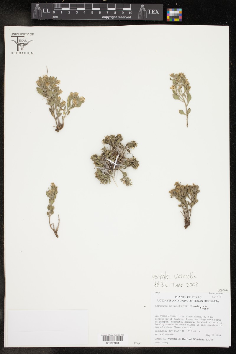 Warnock's Rockdaisy