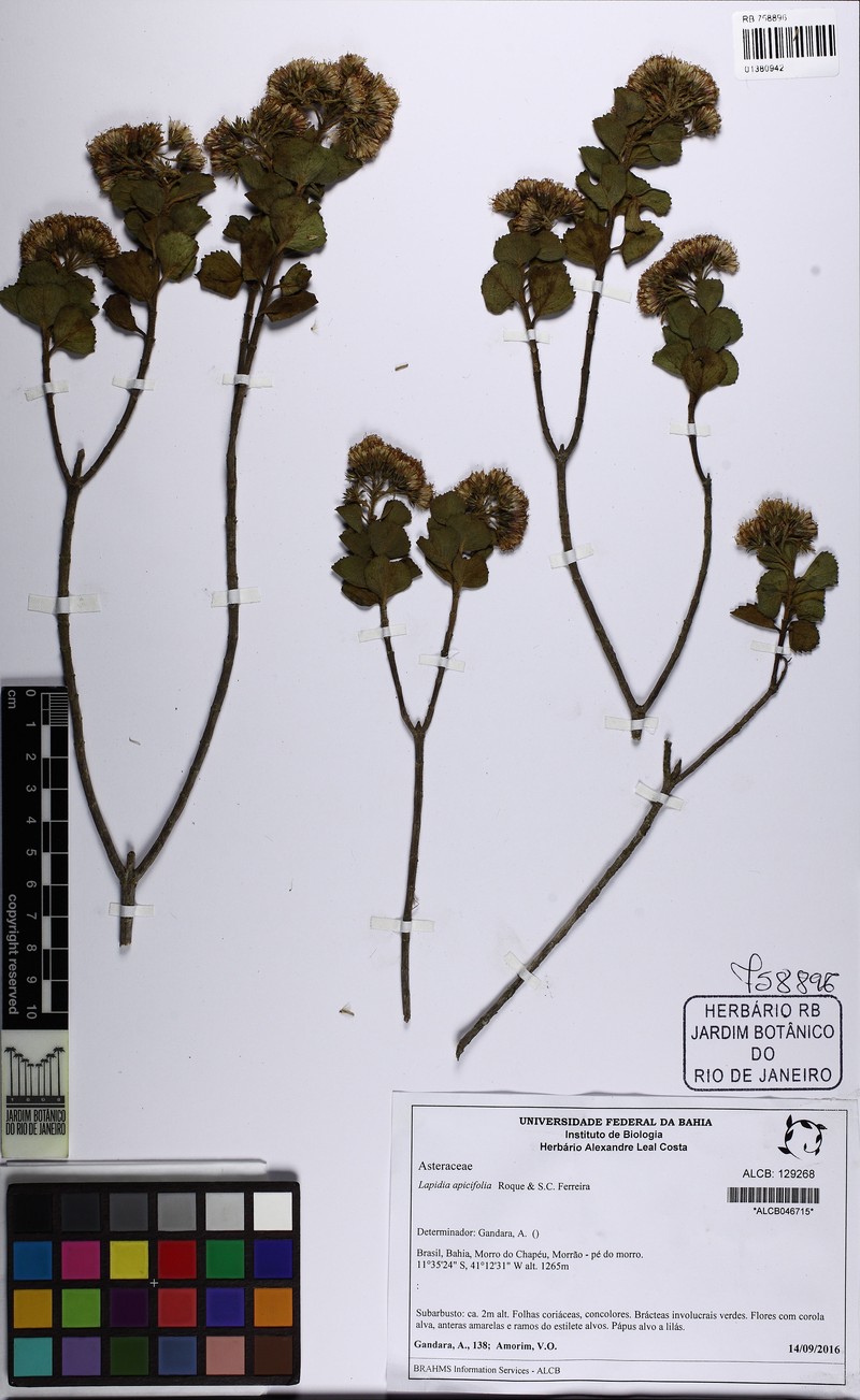 Lapidia apicifolia