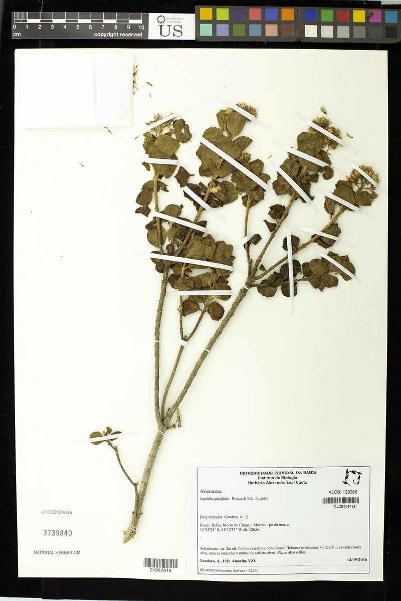 Lapidia apicifolia photo 2