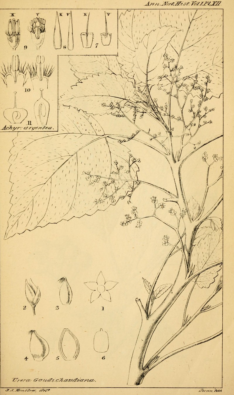 West Indian Woodnettle photo 4