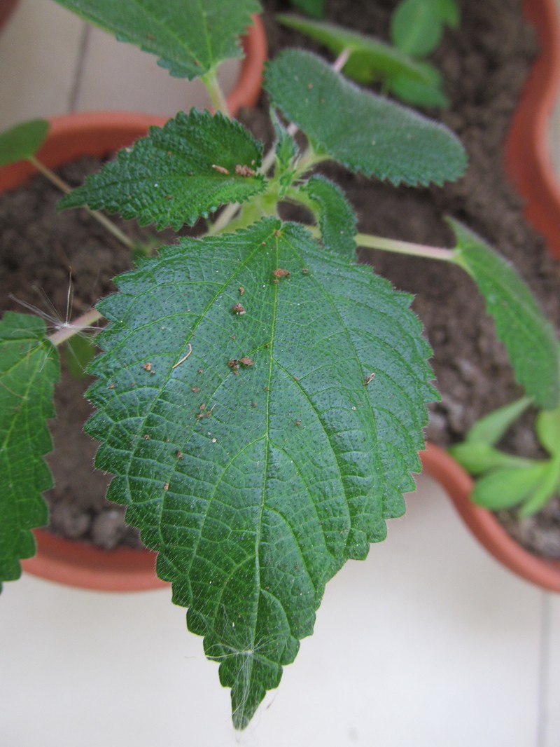 West Indian Woodnettle photo 2
