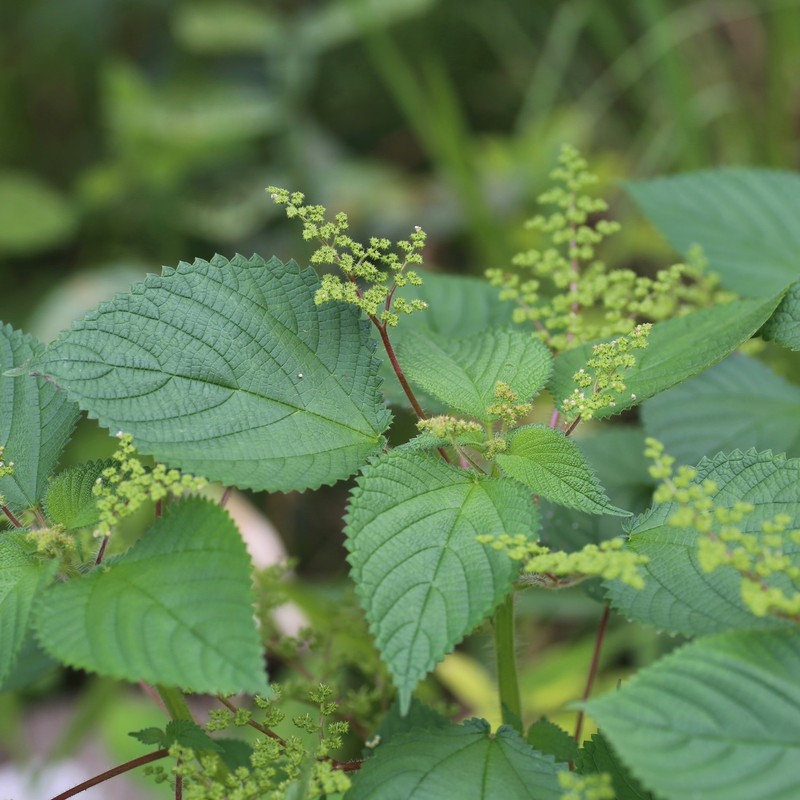 West Indian Woodnettle