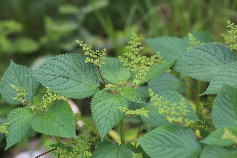 West Indian Woodnettle photo 3