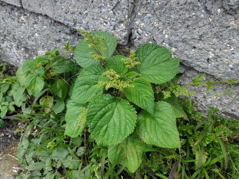 West Indian Woodnettle