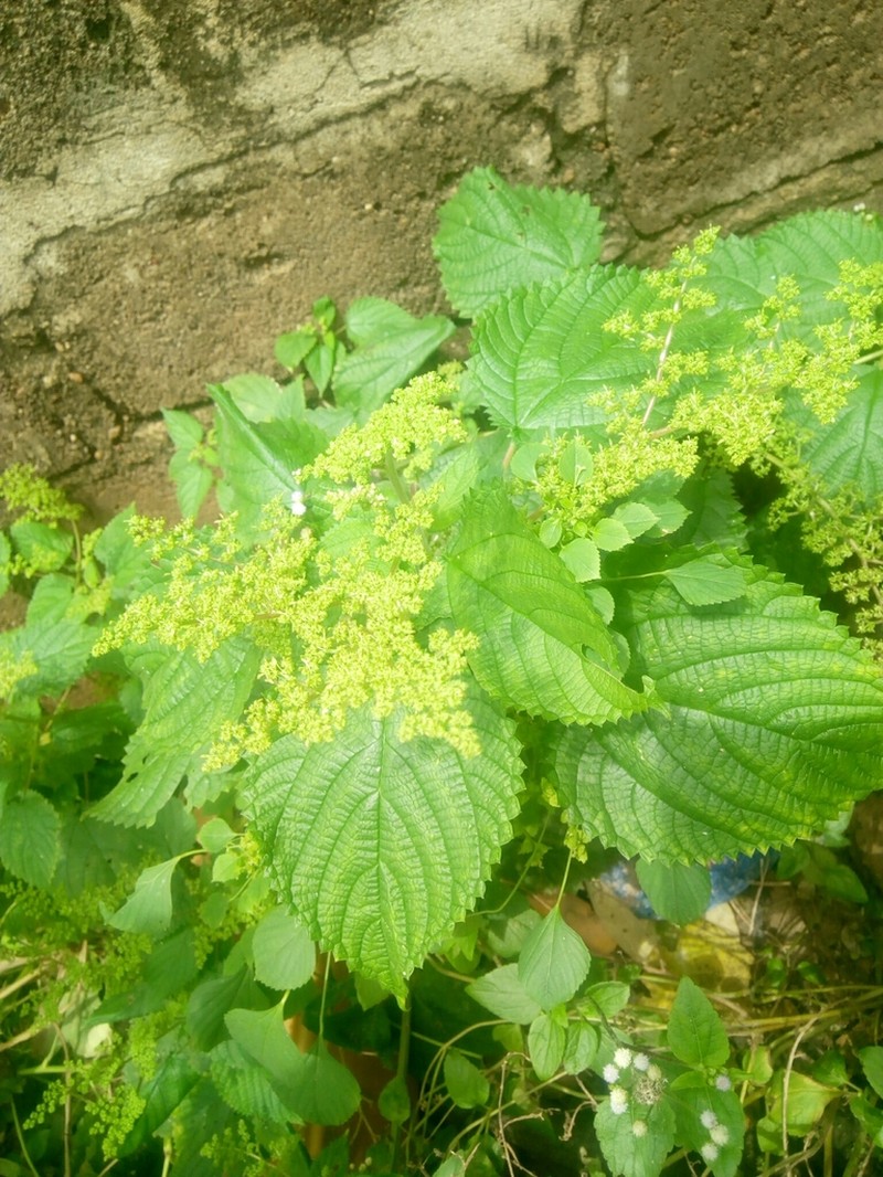 West Indian Woodnettle photo 2