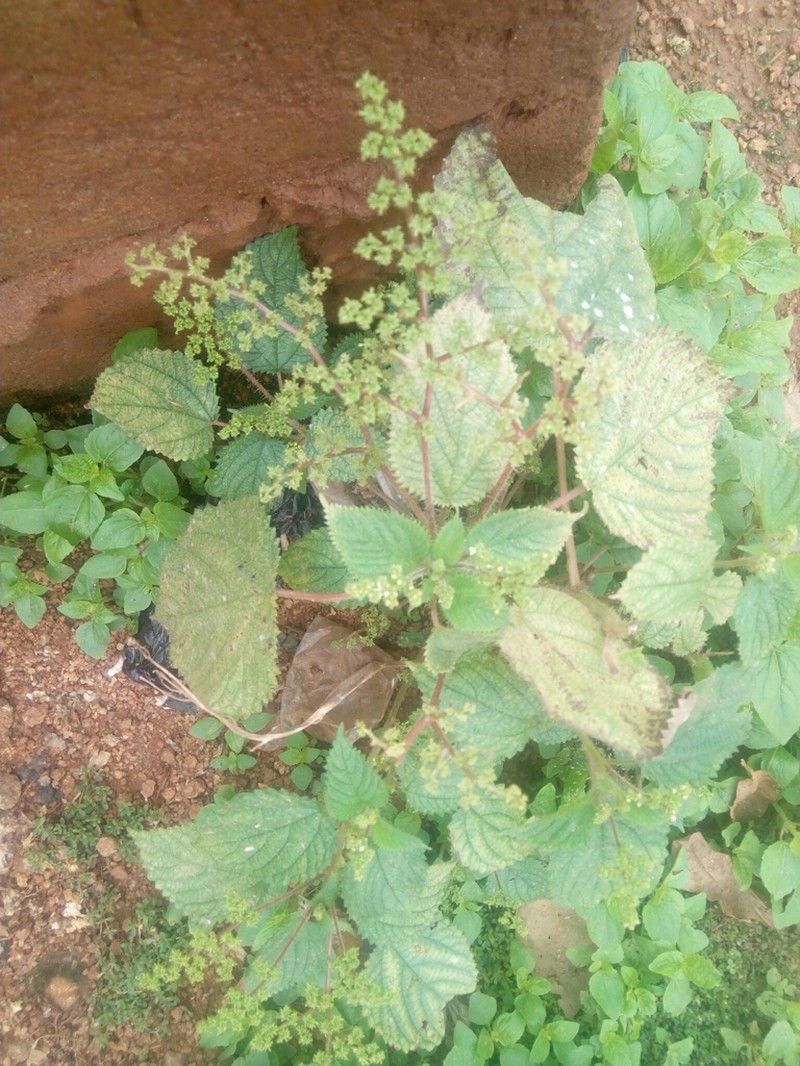 West Indian Woodnettle photo 3