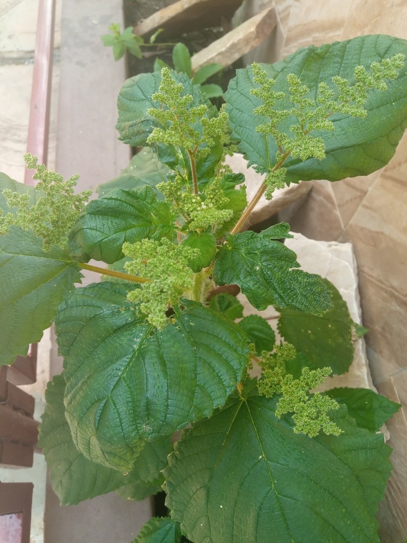 West Indian Woodnettle photo 4
