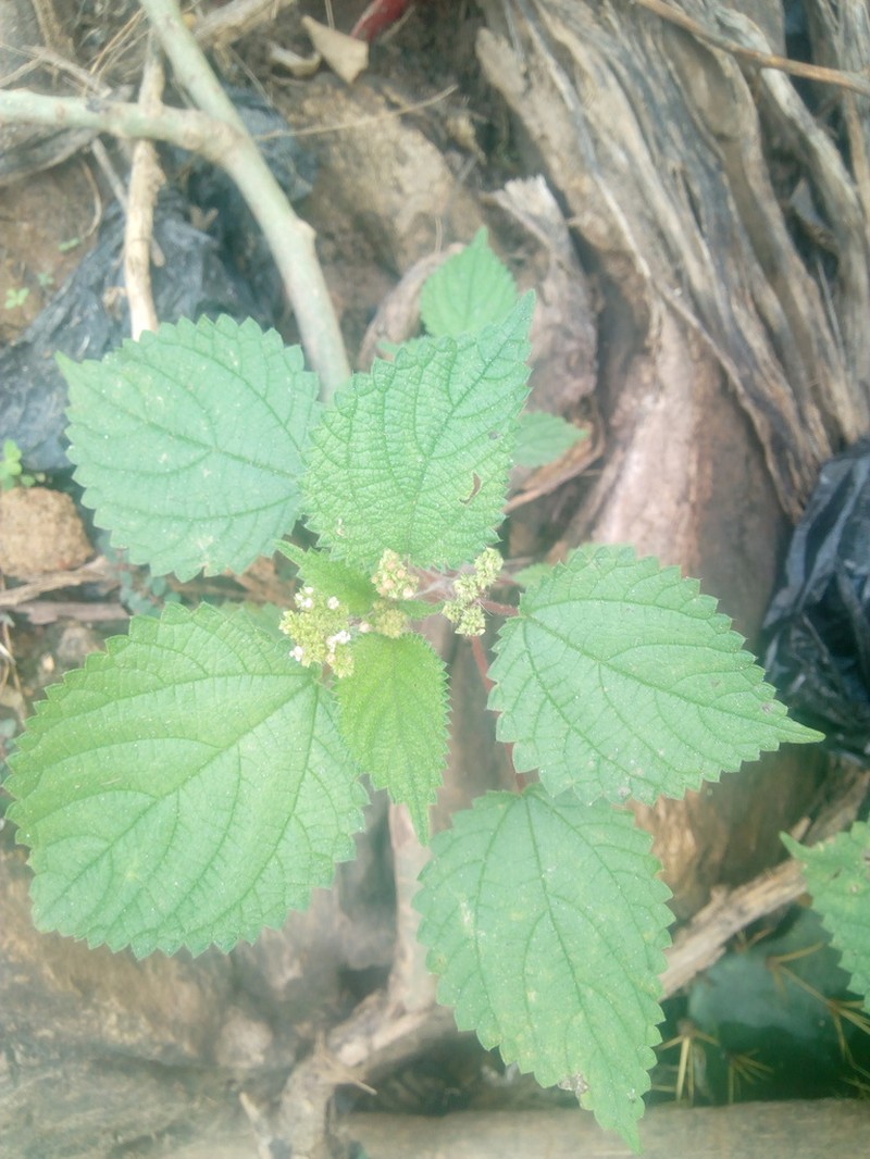 West Indian Woodnettle photo 5