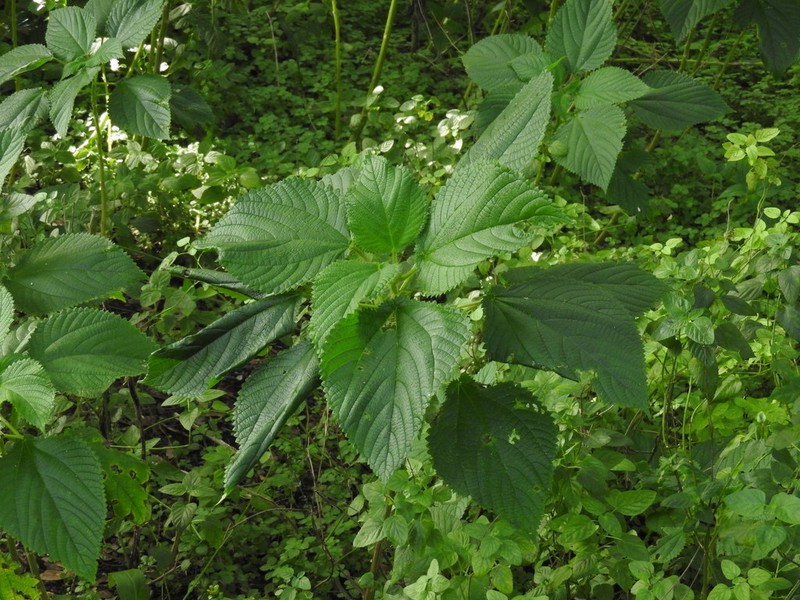 West Indian Woodnettle photo 6