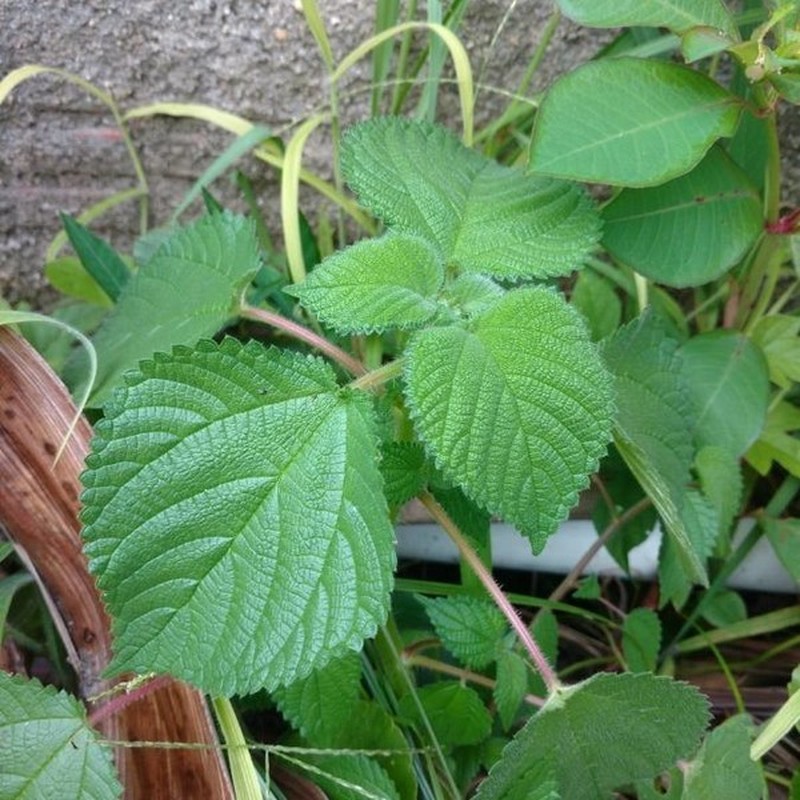 West Indian Woodnettle photo 7