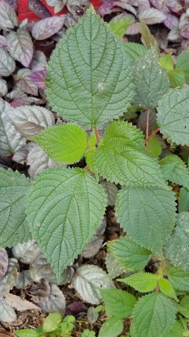 West Indian Woodnettle photo 8