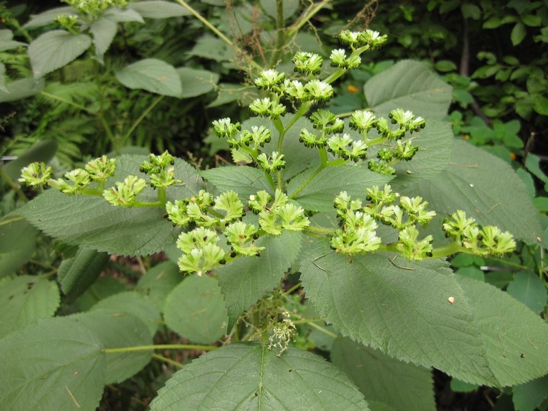 Canadian Woodnettle