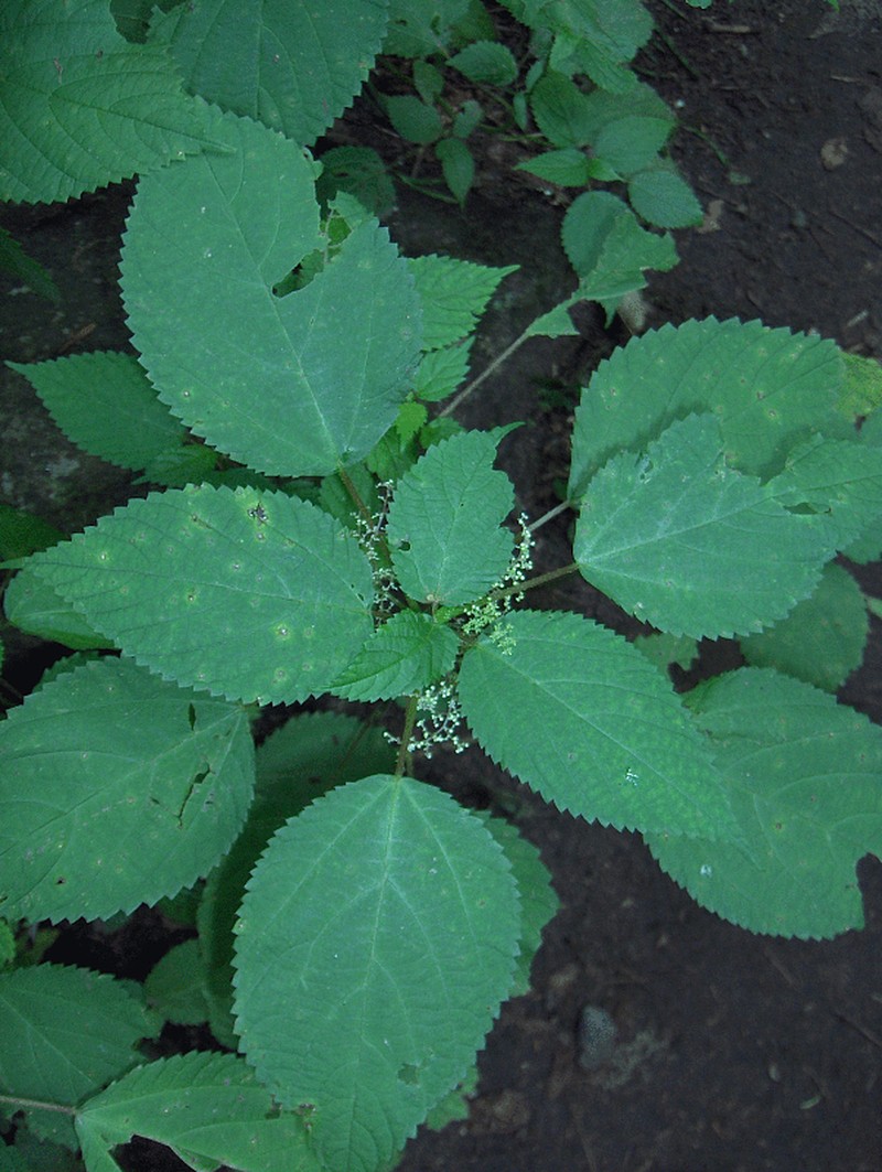 Canadian Woodnettle photo 6