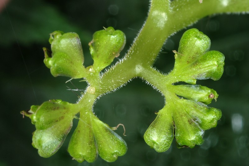 Canadian Woodnettle photo 5