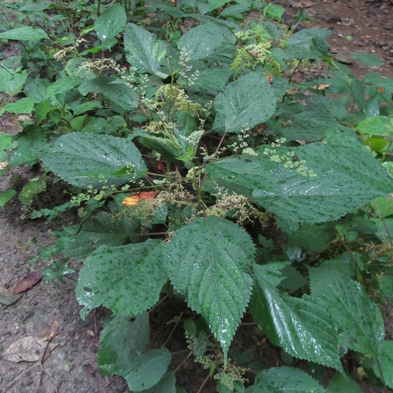 Canadian Woodnettle photo 2