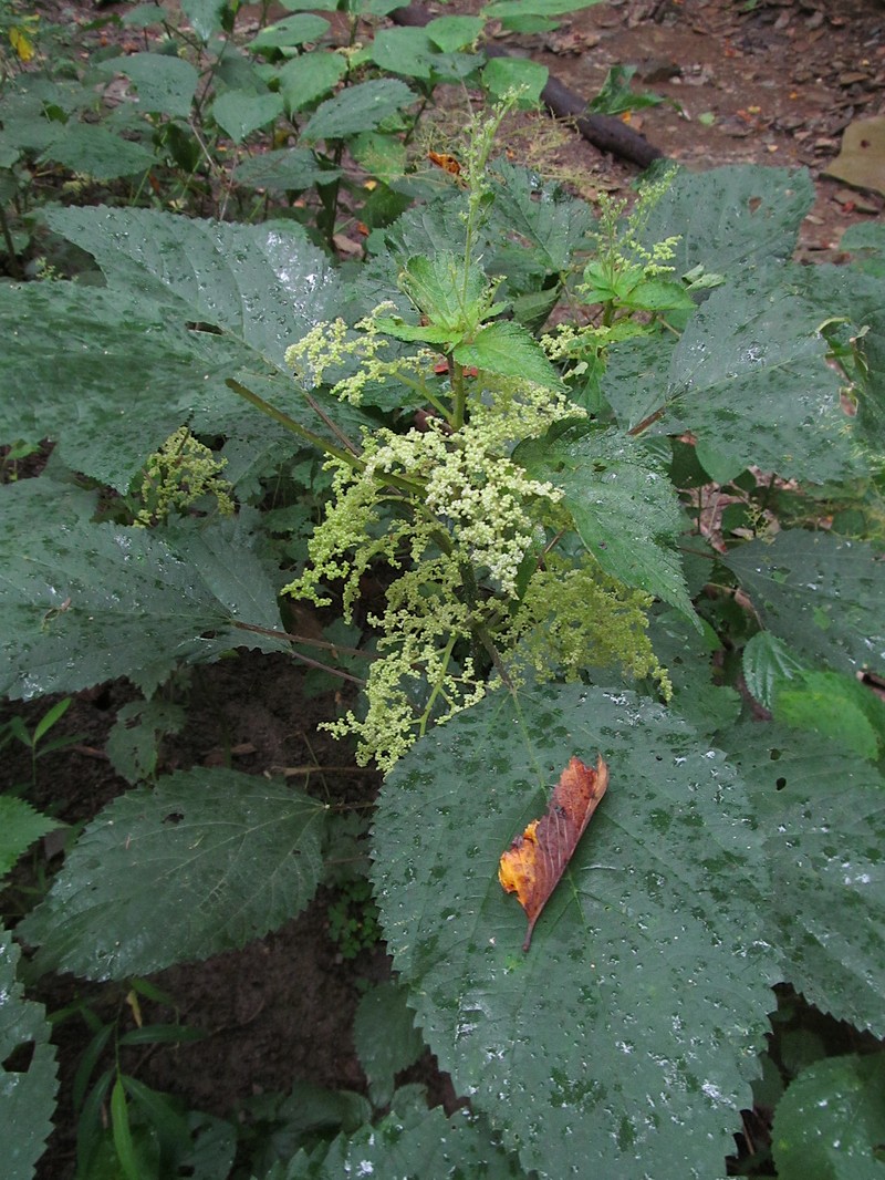 Canadian Woodnettle photo 3