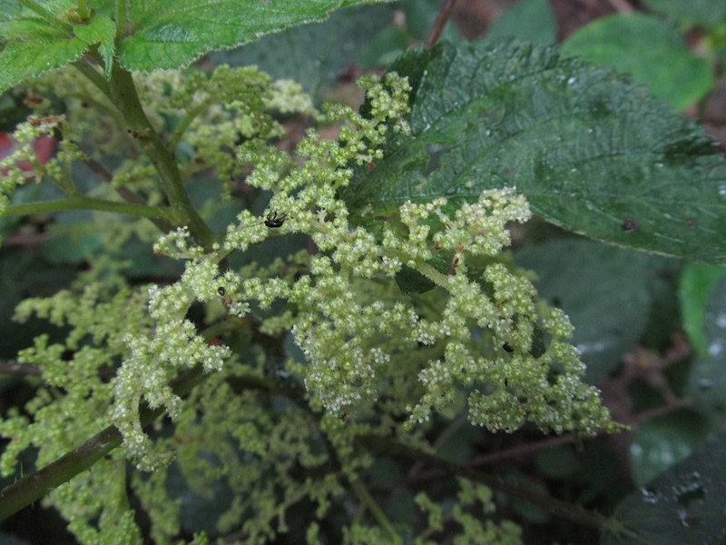 Canadian Woodnettle photo 4