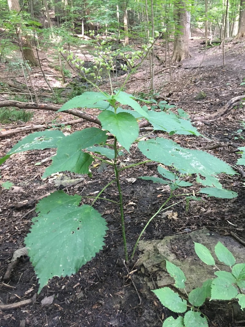 Canadian Woodnettle