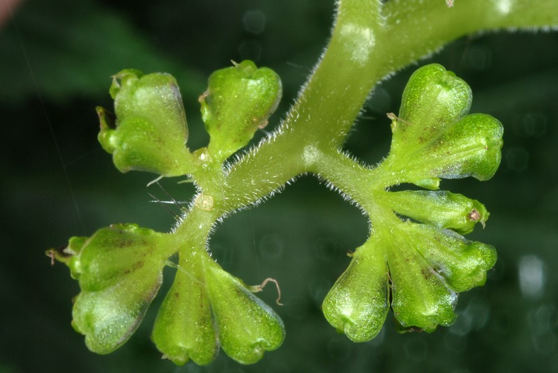 Canadian Woodnettle photo 2
