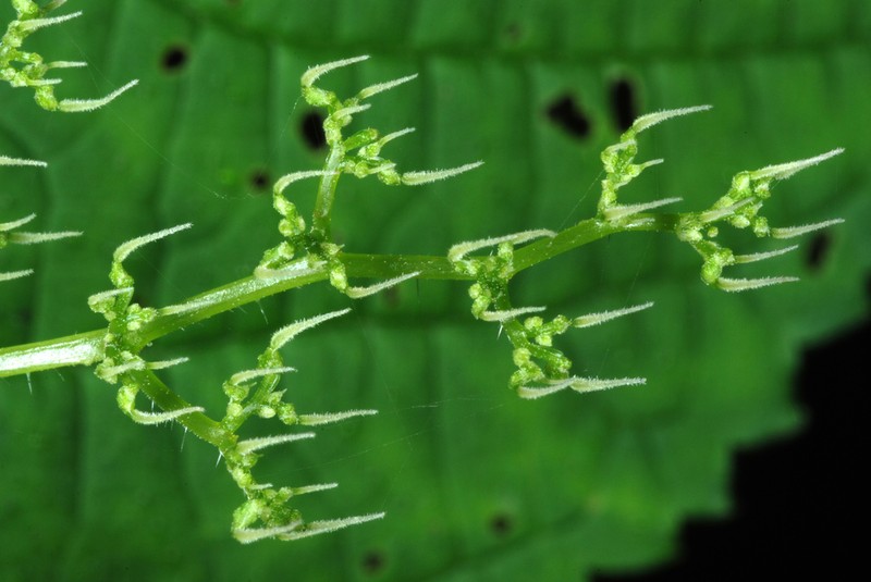 Canadian Woodnettle photo 3