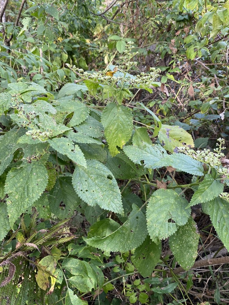 Canadian Woodnettle photo 4