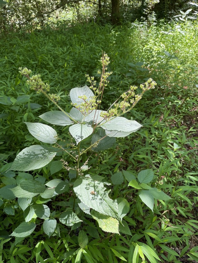 Canadian Woodnettle photo 5
