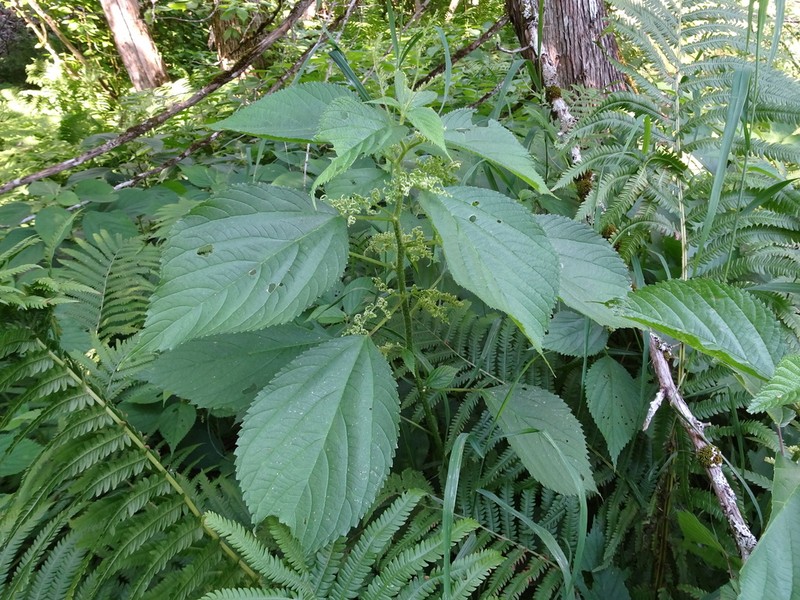 Canadian Woodnettle photo 6