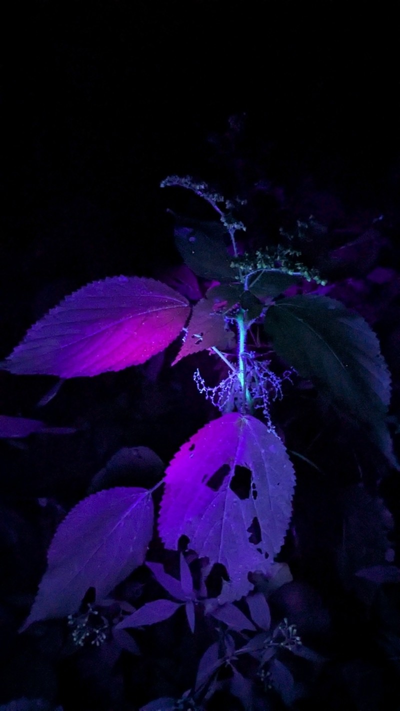 Canadian Woodnettle photo 7