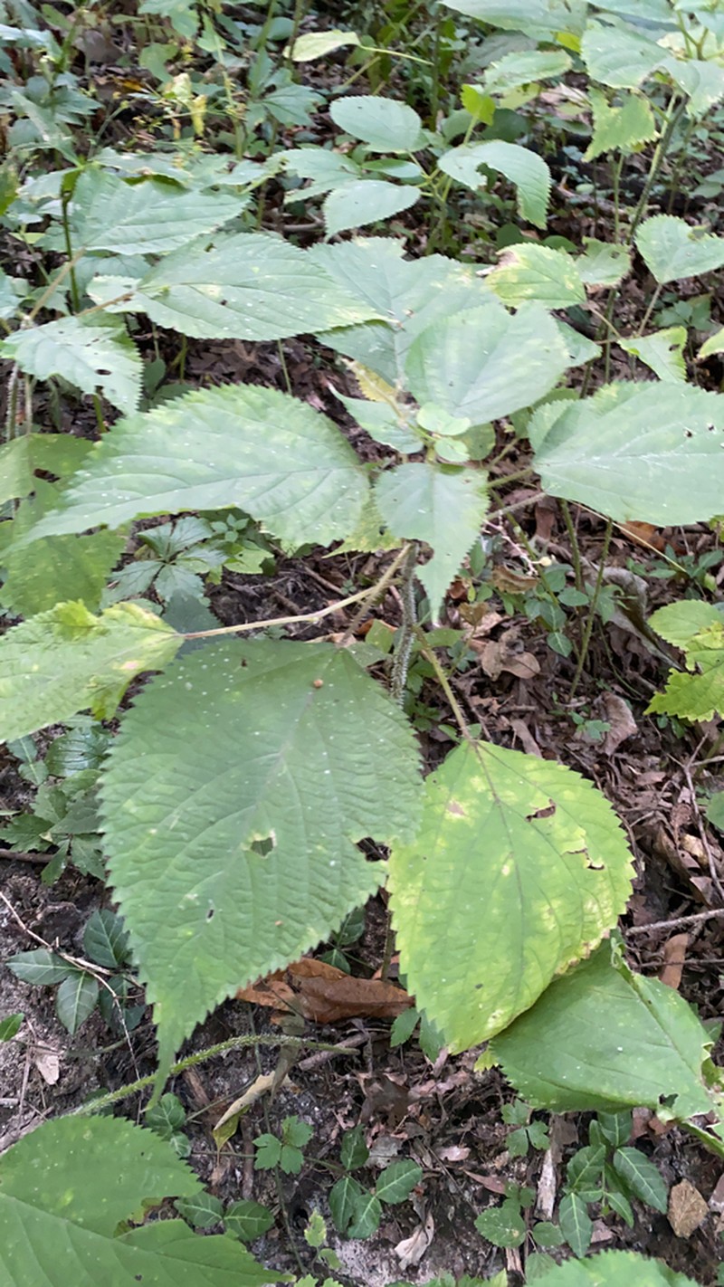 Canadian Woodnettle photo 8