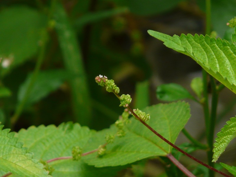 Hawai'I Woodnettle photo 2