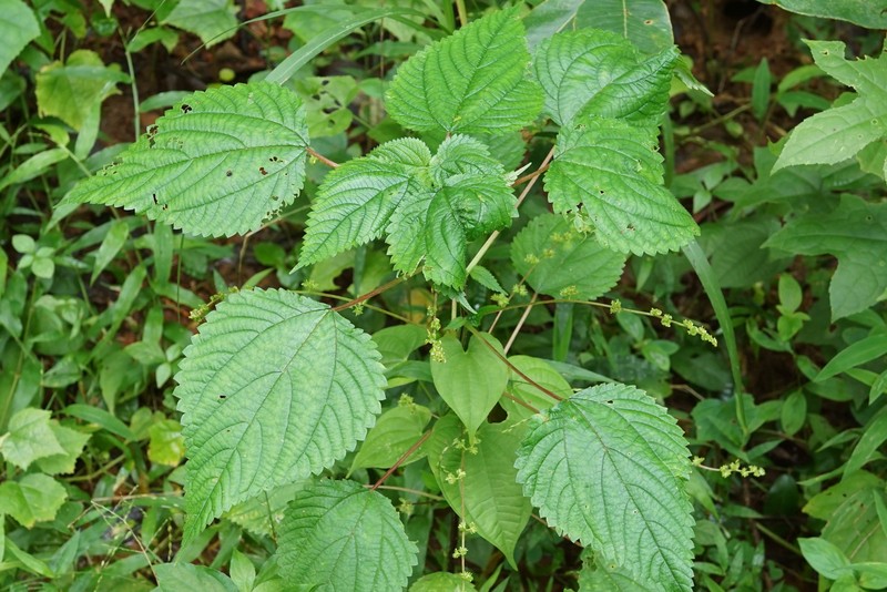 Hawai'I Woodnettle photo 5