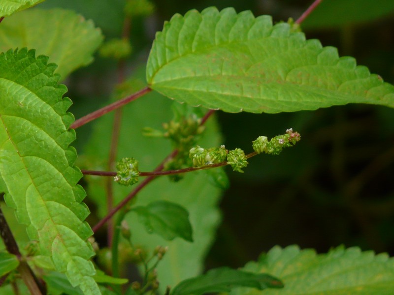 Hawai'I Woodnettle photo 3
