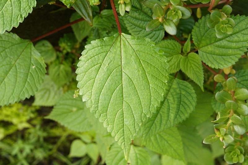 Hawai'I Woodnettle photo 4