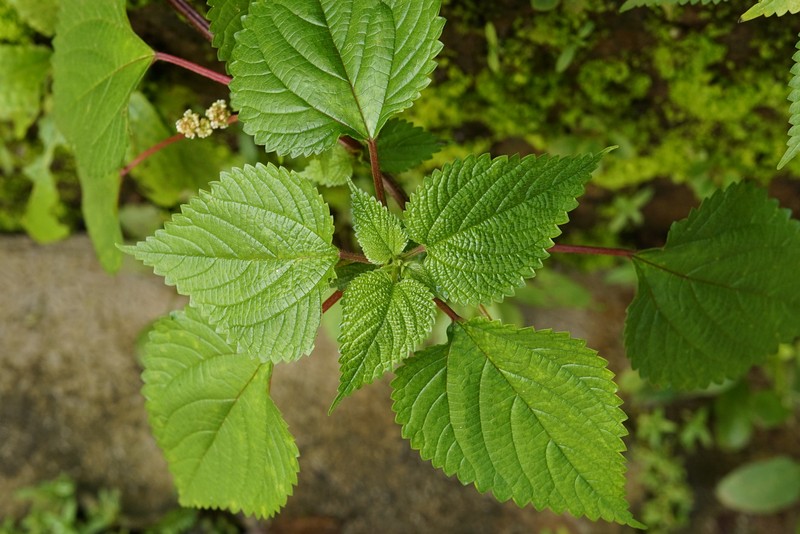 Hawai'I Woodnettle