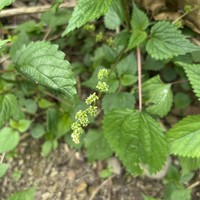 Hawai'I Woodnettle