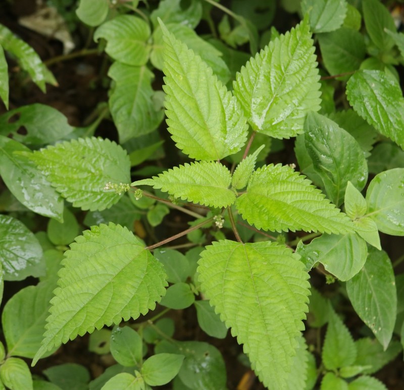 Hawai'I Woodnettle photo 2