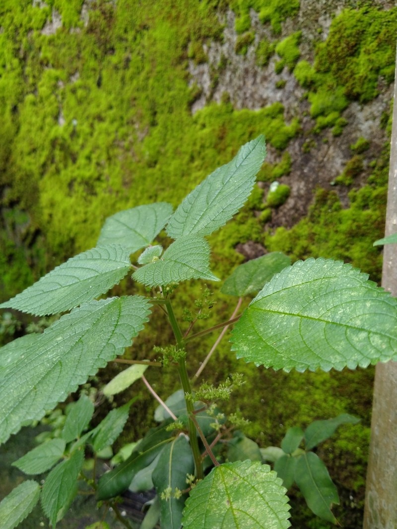 Hawai'I Woodnettle photo 3