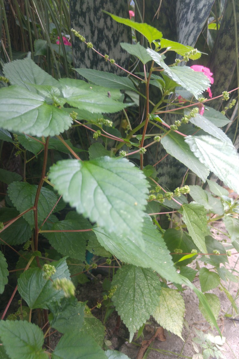Hawai'I Woodnettle photo 4