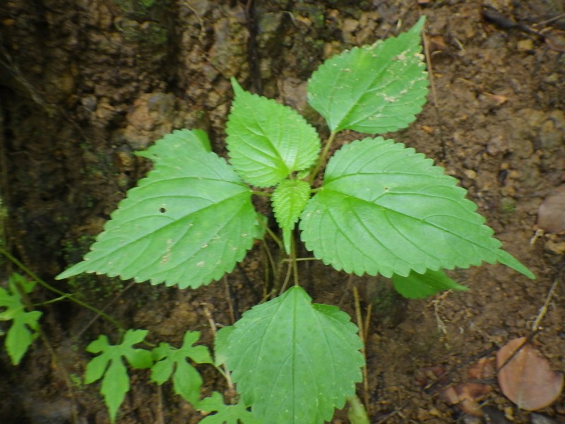 Hawai'I Woodnettle photo 5