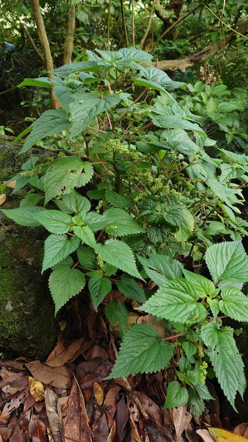 Hawai'I Woodnettle photo 6
