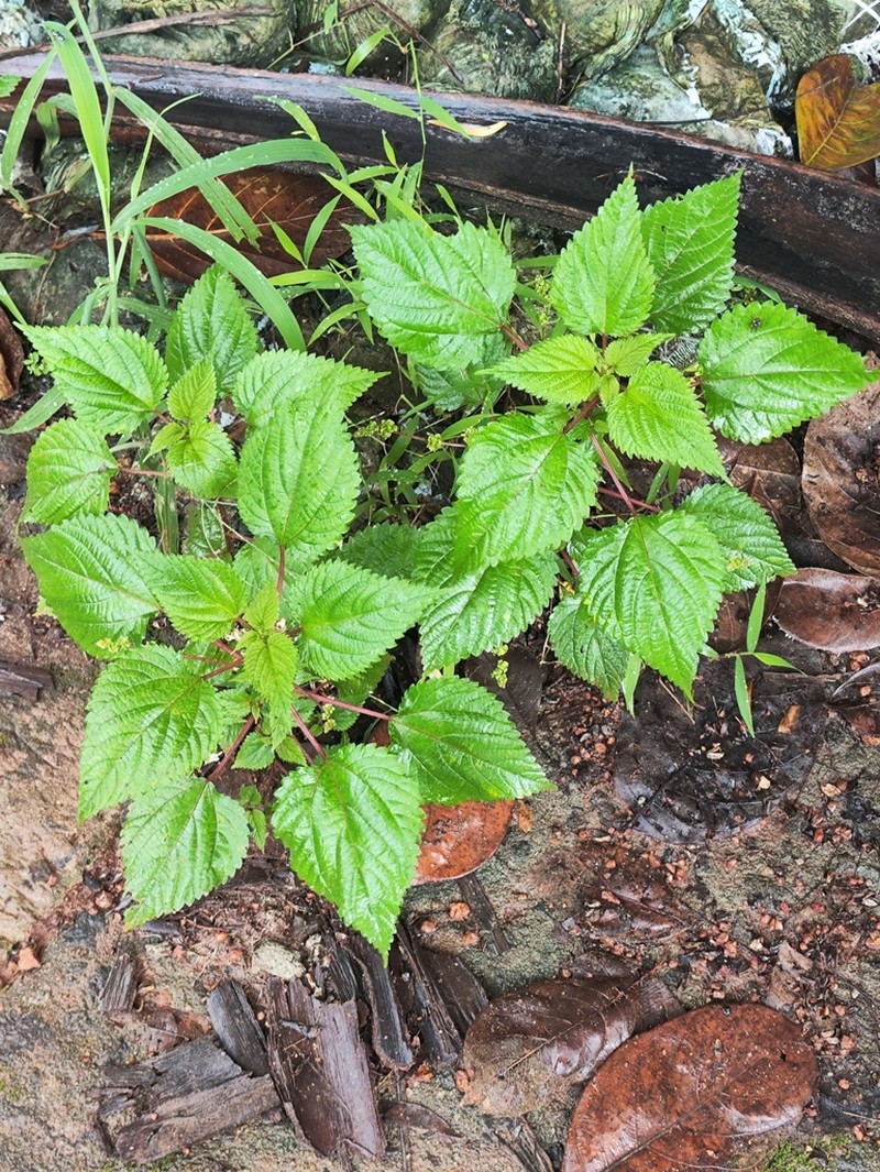 Hawai'I Woodnettle photo 7