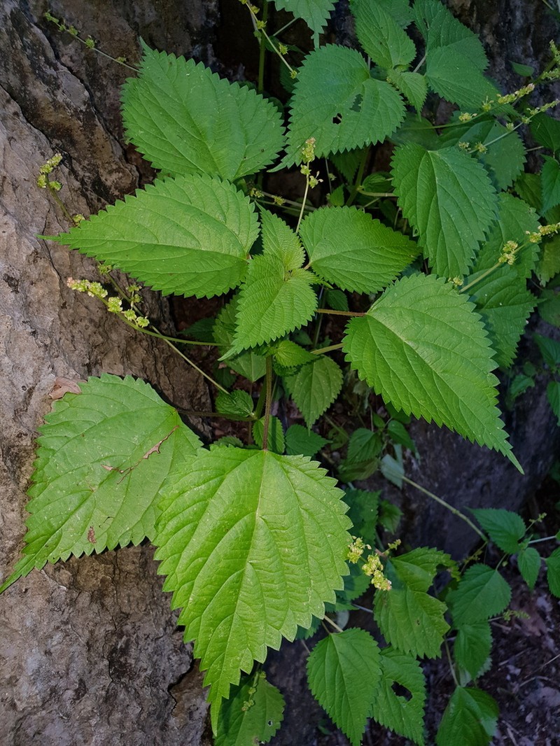 Hawai'I Woodnettle photo 8
