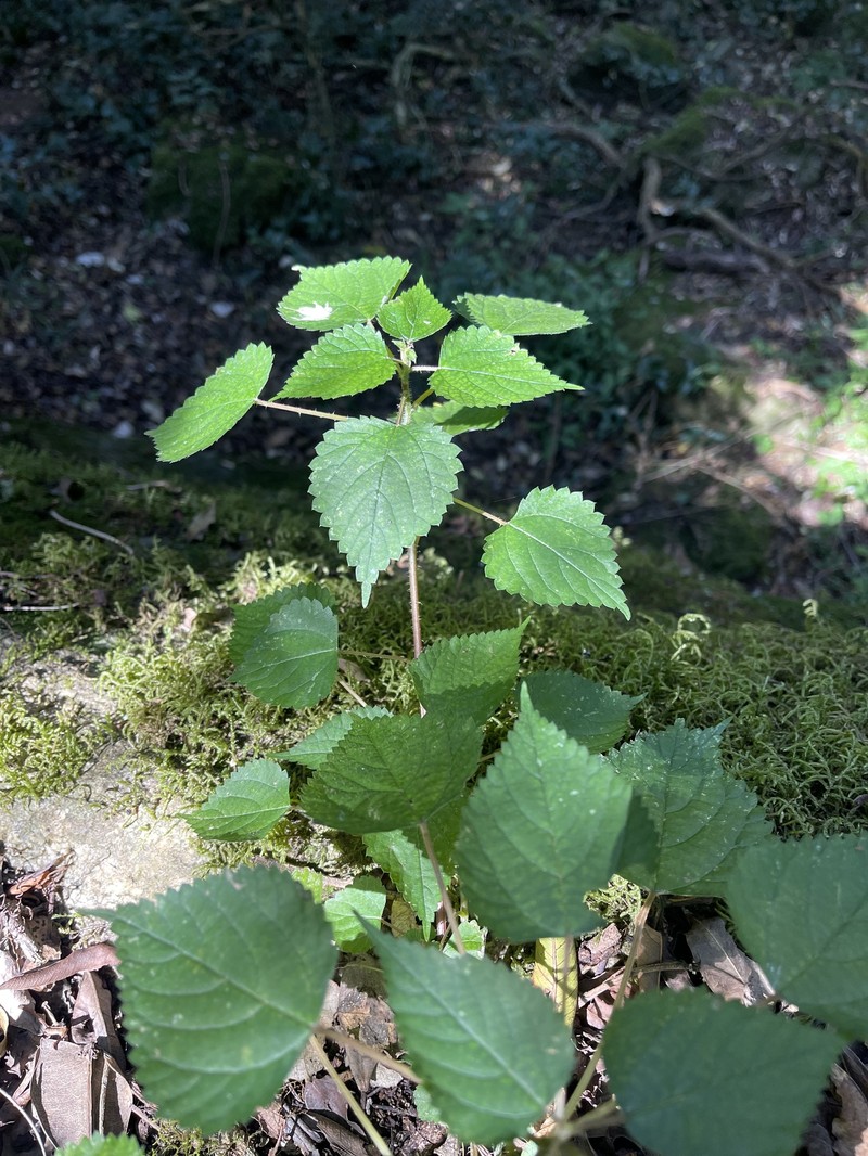 Laportea peduncularis subsp. peduncularis