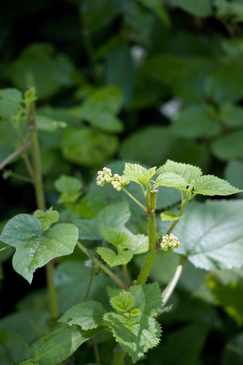 Laportea peduncularis subsp. peduncularis photo 2