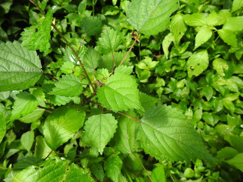 Laportea peduncularis subsp. peduncularis photo 3