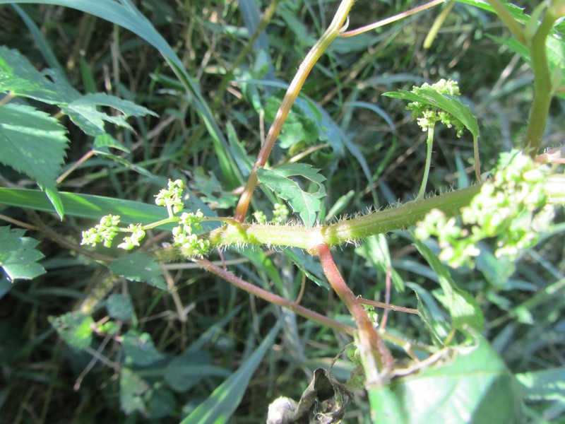 Laportea peduncularis subsp. peduncularis photo 4
