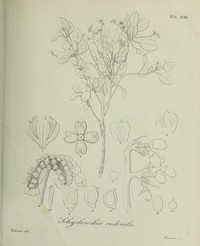 Laportea ruderalis