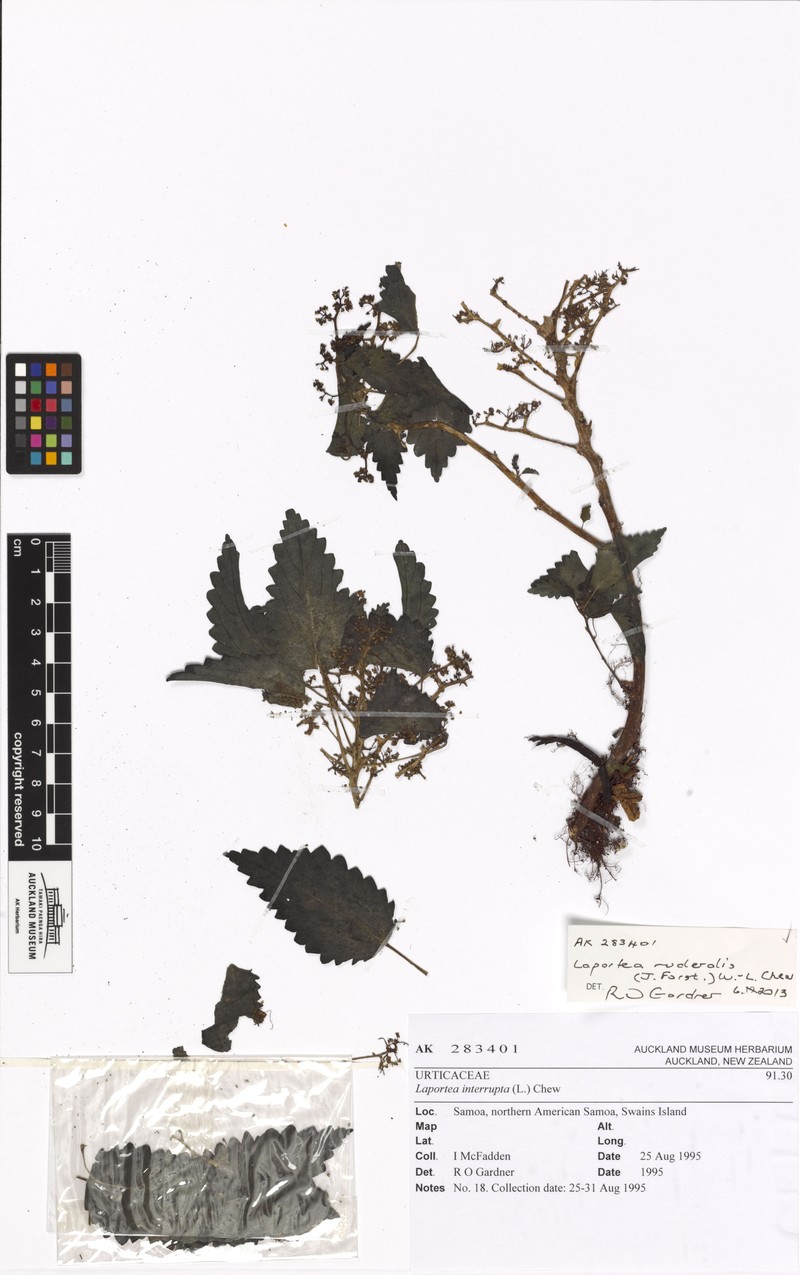 Laportea ruderalis photo 2